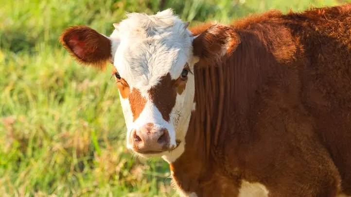 Vzhledem k riziku šíření nebezpečné nákazy slintavky a kulhavky žádáme všechny občany, aby se vyvarovali vstupu do zemědělských farem a omezili pohyb v blízkosti pastvin a jiných míst se zvířaty. Děkujeme za pochopení.