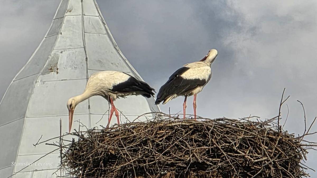 S veľkou ľútosťou musíme oznámiť, že vo večerných hodinách 1. apríla 2025 sme jedného z našich bocianov našli uhynutého na chodníku.