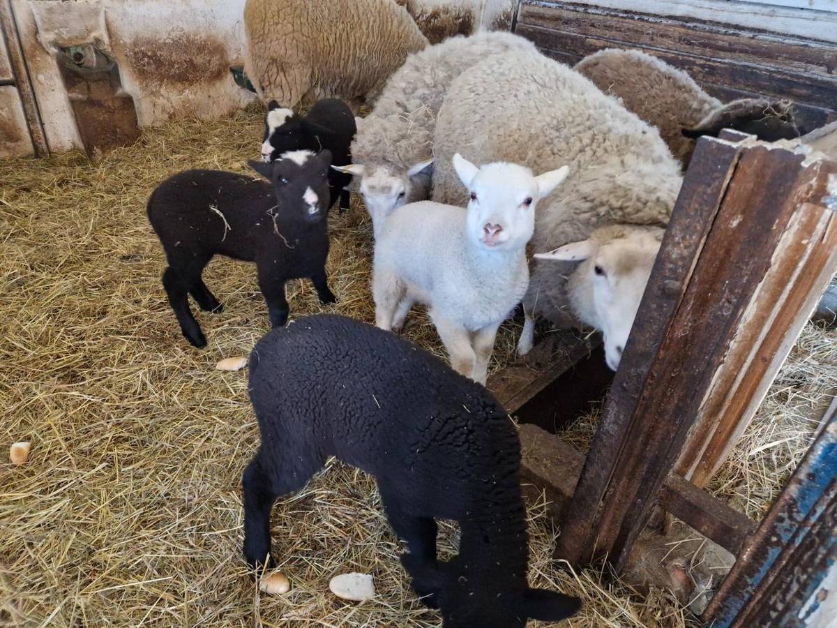 Každoročním zpestřením je návštěva u Janičky na statku, kde mohou děti vidět jehňátka, ovečky, králíky a slepice.
