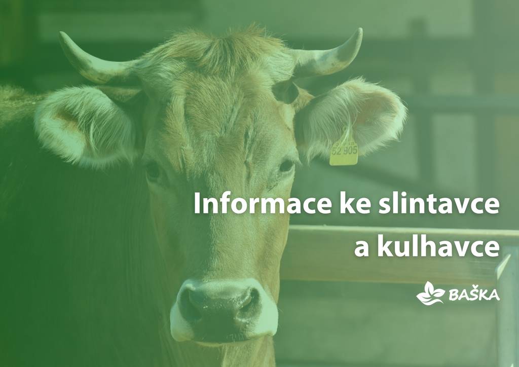 Přinášíme aktuální informace k mimořádným veterinárním opatřením (MVO) vyhlášených Státní veterinární správou v reakci na akutní vysoce infekční onemocnění sudokopytníků (tj. skotu, ovcí, koz apod.) - slintavku a kulhavku (SLAK).