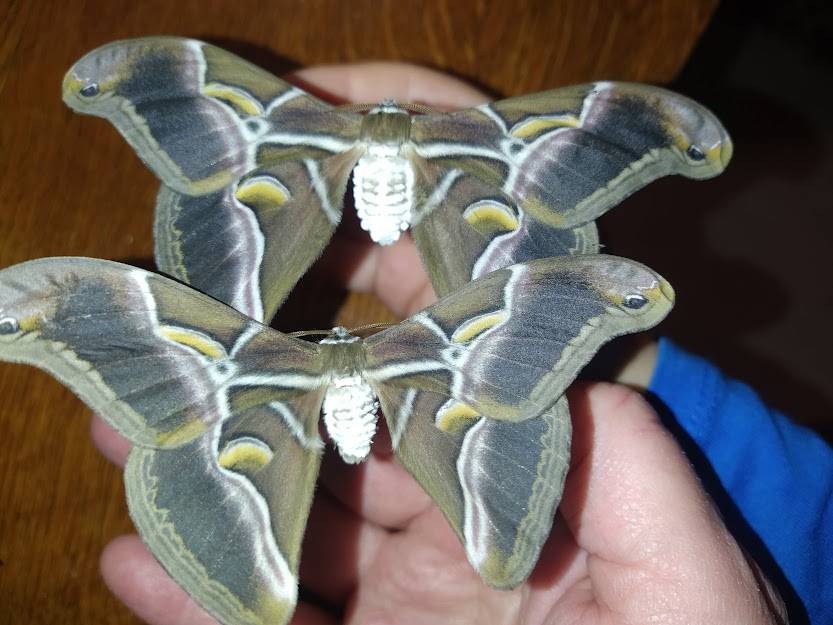 PANÍ UČITELKA PAVLÍNA J. SI PŘIPRAVILA VIVÁRIUM K CHOVU MARTINÁČE HEDVÁBNÉHO, NEJVĚTŠÍHO MOTÝLA V ČR. OD ÚNORA MOHLY DĚTI SLEDOVAT JEDNU Z NEJÚŽASNĚJŠÍCH PŘÍRODNÍCH PROMĚN, METAMORFOZU PŘÍMO VE ŠKOLCE. CELÝ CYKLUS VIDĚLY DĚTI NA VLASTNÍ OČI. NA ŽIVOT SEDMI MOTÝLŮ SE PŘIŠLY PODÍVAT I DĚTI ZE ŠKOLY.