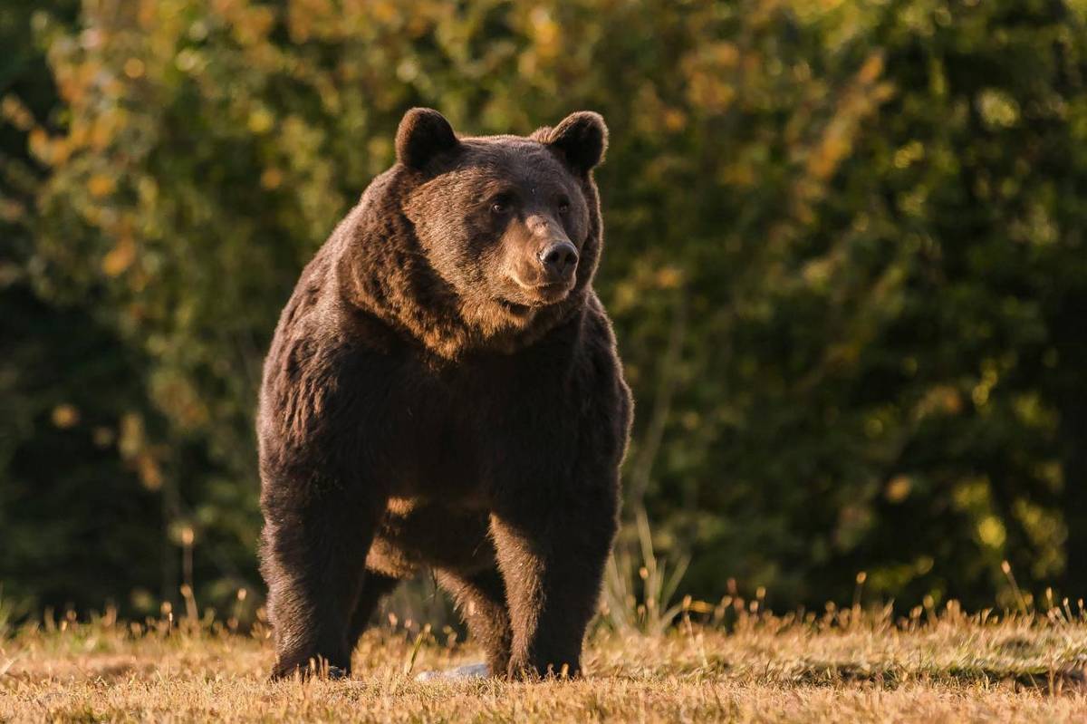 Vláda v stredu 2. apríla 2025  na návrh podpredsedu vlády  ministra životného prostredia Tomáša Tarabu  podľa § 8 zákona č. 42/1994 Z. z. o  civilnej ochrane obyvateľstva   vyhlásila pre výskyt medveďa mimoriadnu situáciu vo vybraných okresoch.