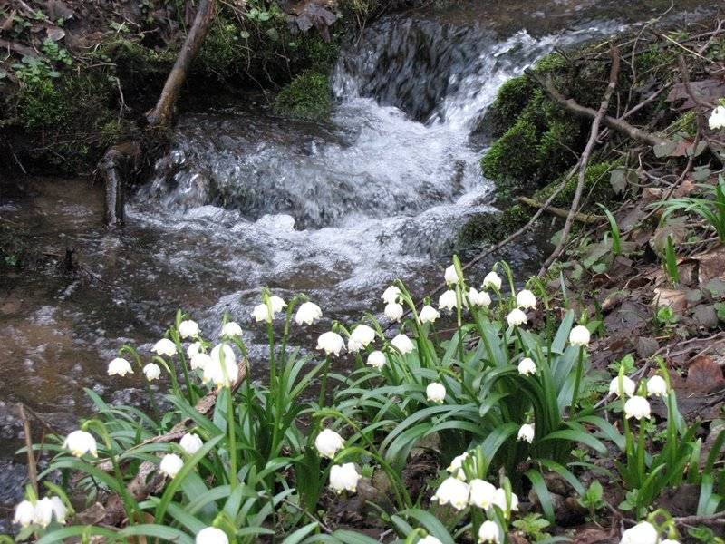 Sběr železa , elektrošrotu a autobaterií - sobota 12.4.2025 Sběr ošacení Diakonie - sobota 12.4.2025 velikonoční jarmark 13.4.2025 Členský den  prodejny Konzum -  čtvrtek 10.4.2025  sleva pro členy  10% na  celý nákup Prodej pstruhů - každá sobota líheň Nekoř Líšnický Puchýř 18.4.2025 prodej kuřic 17.4.2025