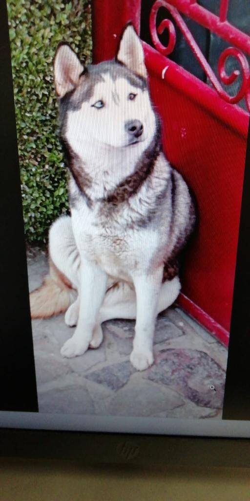 Hľadá sa majiteľ psa, ktorý sa potuluje po obci. Obec žiada, aby sa majiteľ prihlásil a postaral sa o svojho štvornohého miláčika.