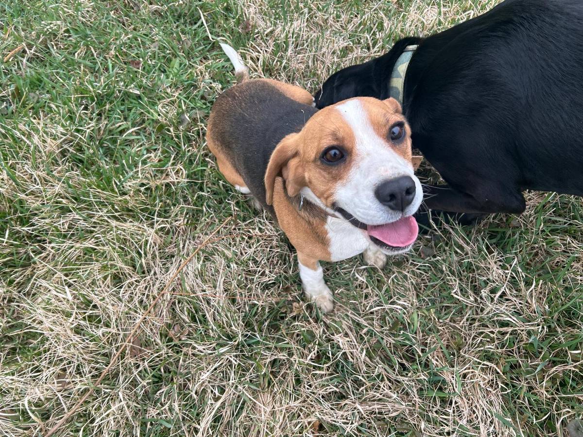 Vážení občané, u pana Michálka se našla zatoulaná fenka. (Viz. foto). Pro informace volejte  tel.č.: 776008593