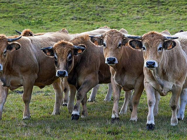 SLAK je vysoce kontagiózní virové onemocnění sudokopytníků.