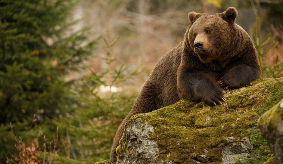 Informácie pre občanov o správaní sa v oblastiach s výskytom medveďa hnedého    Zákaz prikrmovania a vnadenia lesnej zveri