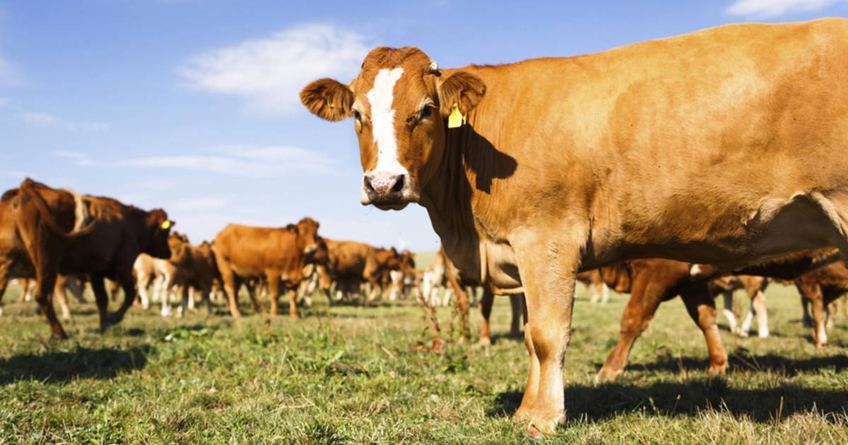 Štátna veterinárna a potravinová správa Slovenskej republiky vyzýva všetkých chovateľov, držiteľov, vlastníkov hospodárskych zvierat  bezodkladne registrovať chov zvierat najneskôr do 9.4.2025 do Centrálneho registra hospodárskych zvierat!