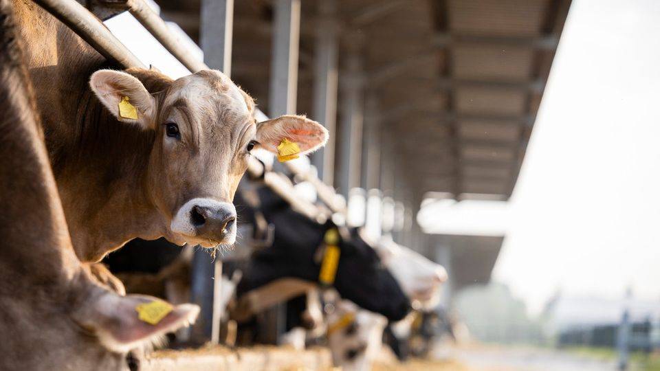 Vážení občania,   dávame vám do pozornosti bulletin so všetkými potrebnými informáciami o krívačke a slintačke, ktorý pripravilo Ministerstvo pôdohospodárstva a rozvoja vidieka SR.