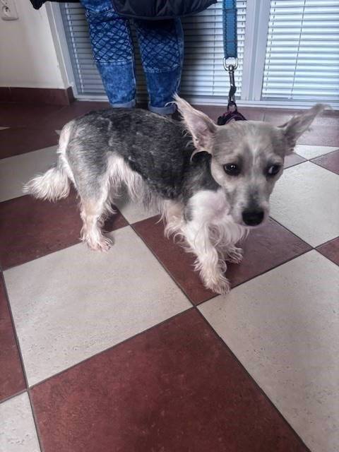 V pondělí 7. dubna byl na úřad našeho obvodu předán nalezený pes. Nalezen byl u domu Don Bosco a jedná se o fenku. Zájemce se dozví více informací na telefonním čísle 599 442 865.