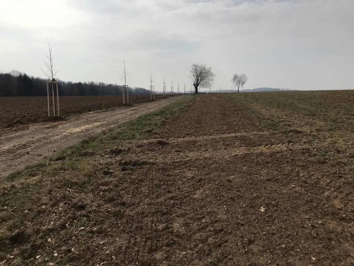 Po mnoha desítkách let se povedlo v katastru obce Chmelná na jaře 2025 vysadit stromovou alej. Jednalo se o výsadbu 42 lip k „Semenínu” podle cesty na Borovnici.