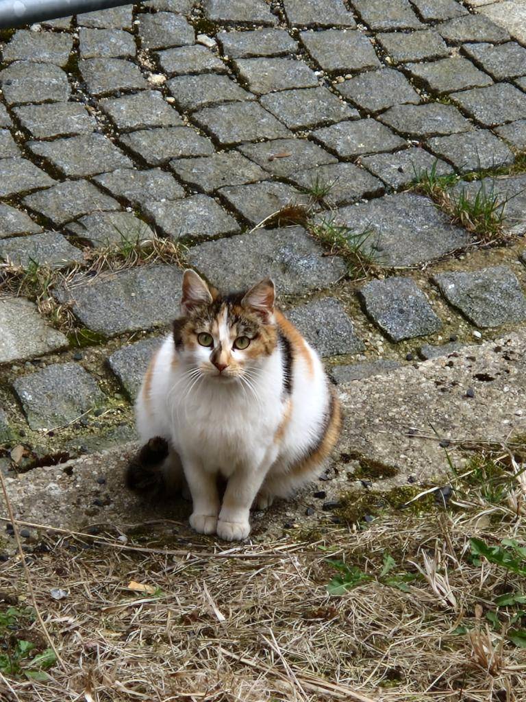 Případný majitel ať, prosím, kontaktuje pracovníky Obecního úřadu v Dolním Žandově osobně nebo telefonicky na tel. 354 693 511. Děkujeme