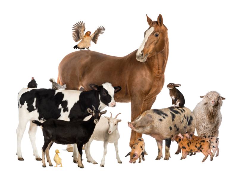 Štátna veterinárna a potravinová správa SR vyzýva všetkých chovateľov, držiteľov, vlastníkov hospodárskych zvierat bezodkladne registrovať chov zvierat najneskôr do 9.4.2025 do Centrálneho registra hospodárskych zvierat.