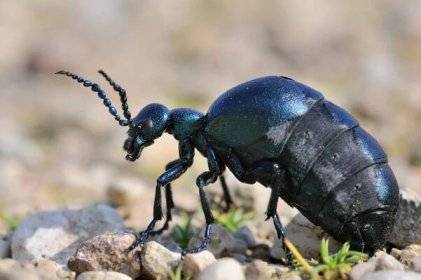 Upozorňujeme obyvatele na výskyt jedovatého brouka Majky obecné a fialové. Tyto druhy mohou být nebezpečné a je důležité se jim vyhýbat. V případě setkání doporučujeme zachovat opatrnost a informovat ostatní.