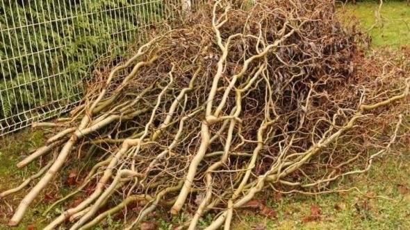 Zber haluziny v obci bude prebiehať od utorka 22. apríla do piatka 25. apríla 2025. Haluzinu umiestňujte tak, aby nezasahovala do cesty.