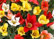 Tulipány v plném květu vytvářejí na Tulleys Farm ohromující mozaiku barev. Tady z jednoho a půl milionu cibulek vzniká doslova živý obraz, který láká fotografy i milovníky přírody.