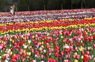 Návštěvník se zastavuje u záhonu a tiše pozoruje záplavu rozkvetlých tulipánů. Každý květ je jiný, dohromady ale tvoří dokonalou symfonii jara.