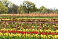 Miliony rozkvetlých tulipánů na farmě Tulleys ukazují, proč je tento festival největší svého druhu v Británii. Každý záhon je malým uměleckým dílem, které si užívají tisíce návštěvníků.