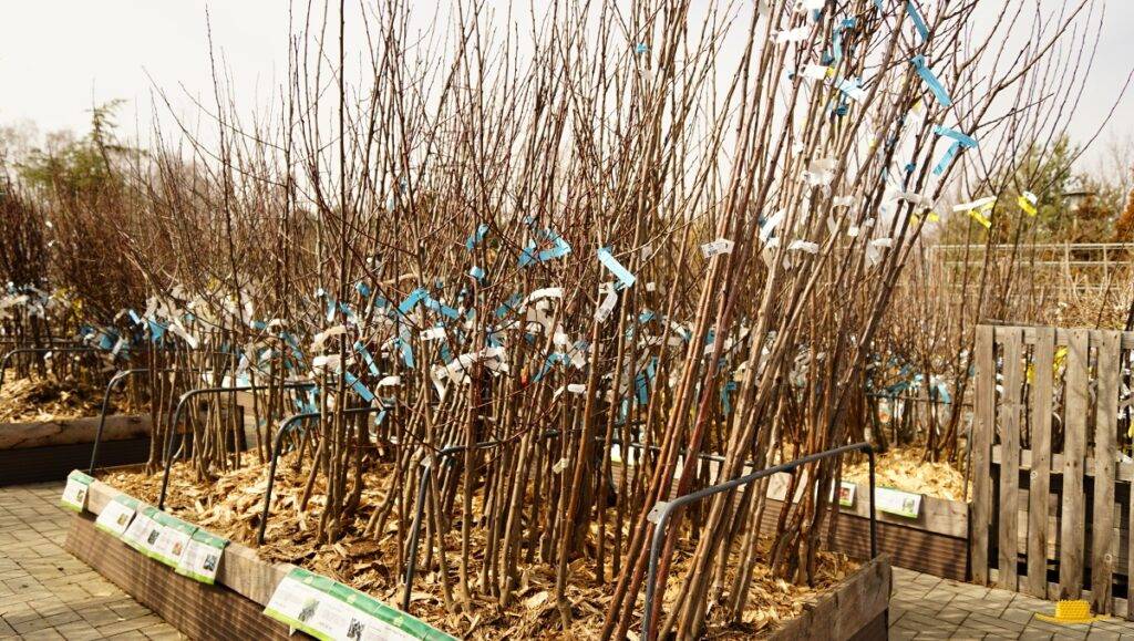 Prodej ovocných stromků