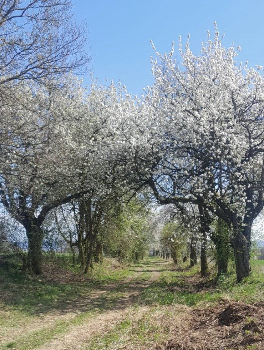 Velikonoční prodloužený víkend láká svou předpovědí k aktivitě na čerstvém jarním vzduchu. Doporučujeme jít se projít ze Sezemic, kolem úřadu, směrem na Buda, kde došlo k vyčištění cesty. Stromy jsou v plném rozkvětu a určitě vám procházka udělá dobře na těle i na duchu :)  Krásné Velikonoce 🐣🌺
