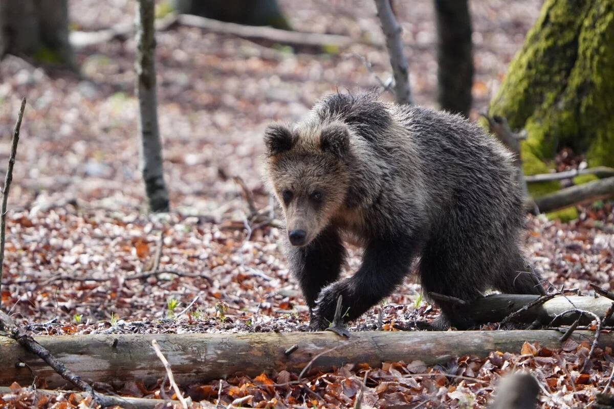 Oznamujeme občanom, že v katastri našej obce, pri Žitave smerom na Vráble - bol spozorovaný medveď.  Prosíme občanov, aby zvýšili opatrnosť pri prechádzkach, pri cyklistike, v okolí rybníka, hája, viníc.  Predpokladáme, že medveď tadiaľto iba migruje a v obci sa už nenachádza.