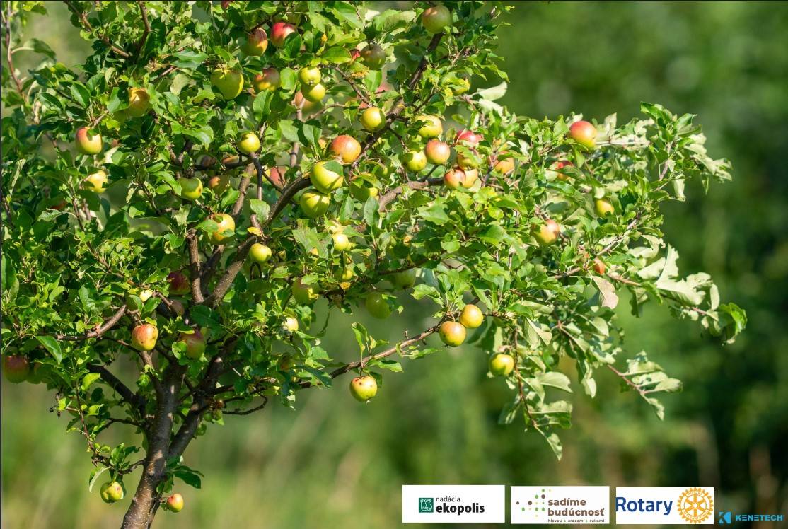 Naša obec sa úspešne zapojila do grantového programu: Sadíme budúcnosť jar 2025 s názvom Lednická ovocná záhrada.
