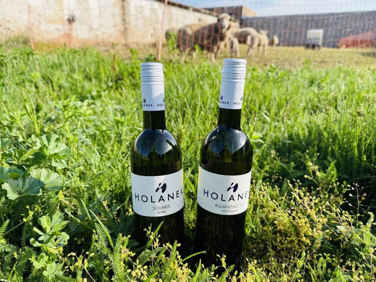 Dobrý den, Vinařství Holánek přijede v sobotu (26.04.) s pojízdnou vinotékou.  Tento týden přiveze v akci polosladké Rulandské bílé za 160 Kč, suchý Solaris za 140 Kč, vína sudová 80-90 Kč/litr, vína lahvová výběr z hroznů, pozdní sběr 150-250 Kč. Vinotéka bude stát od 15:35  -  15:50 na návsi naproti ou.