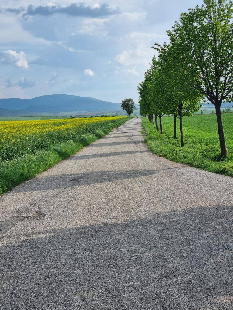 Lipová alej lemujúca cestu do obce Trstené pri Hornáde.