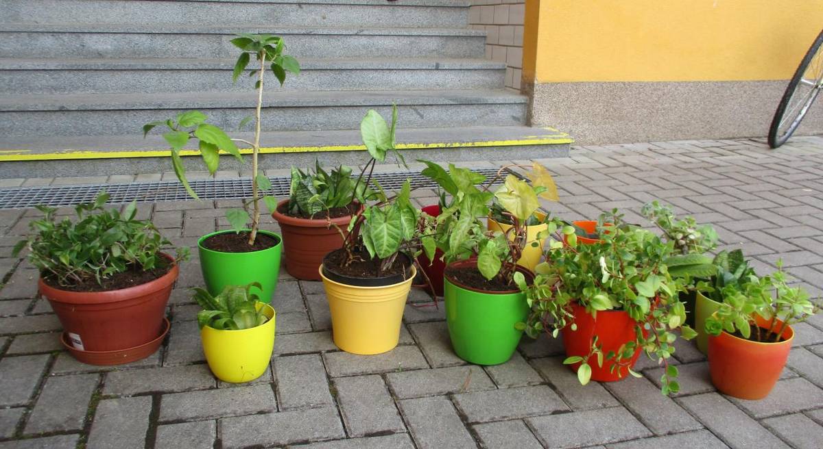 Pracovní činnosti žáků 1. - 5. ročníku 23. 4. 2025