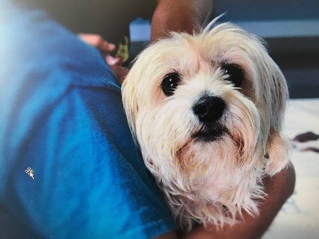 MVDr. Petr Dvořák zve všechny majitele psů na očkování proti vzteklině, které se uskuteční 13.5.2024.   První část akce proběhne od 14.45 do 16.00 hodin u hasičské zbrojnice ve Štěpánově.   Následně se očkování přesune do Vrtěžíře, kde začne ve 16.00 hodin.