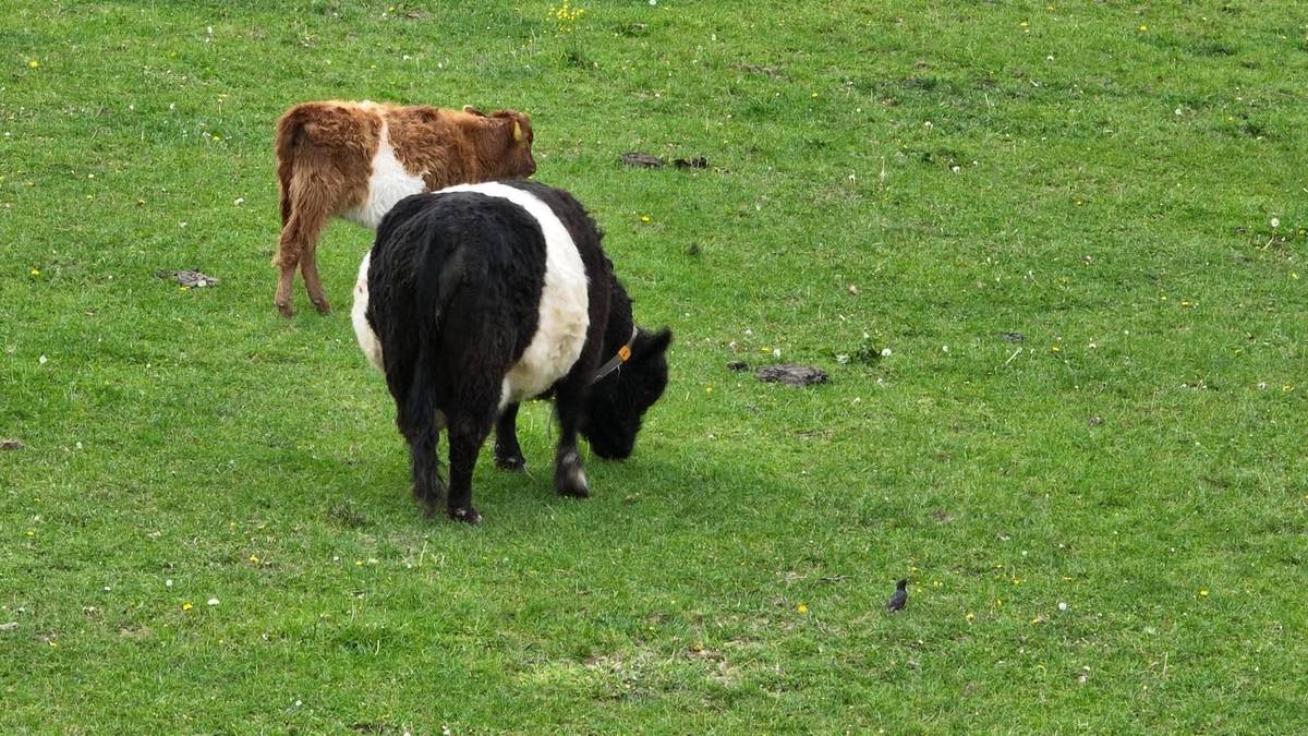 Ztratil se skot plemeno Galloway (obr. v příloze) Pokud je spatříte, volejte na 606600944.