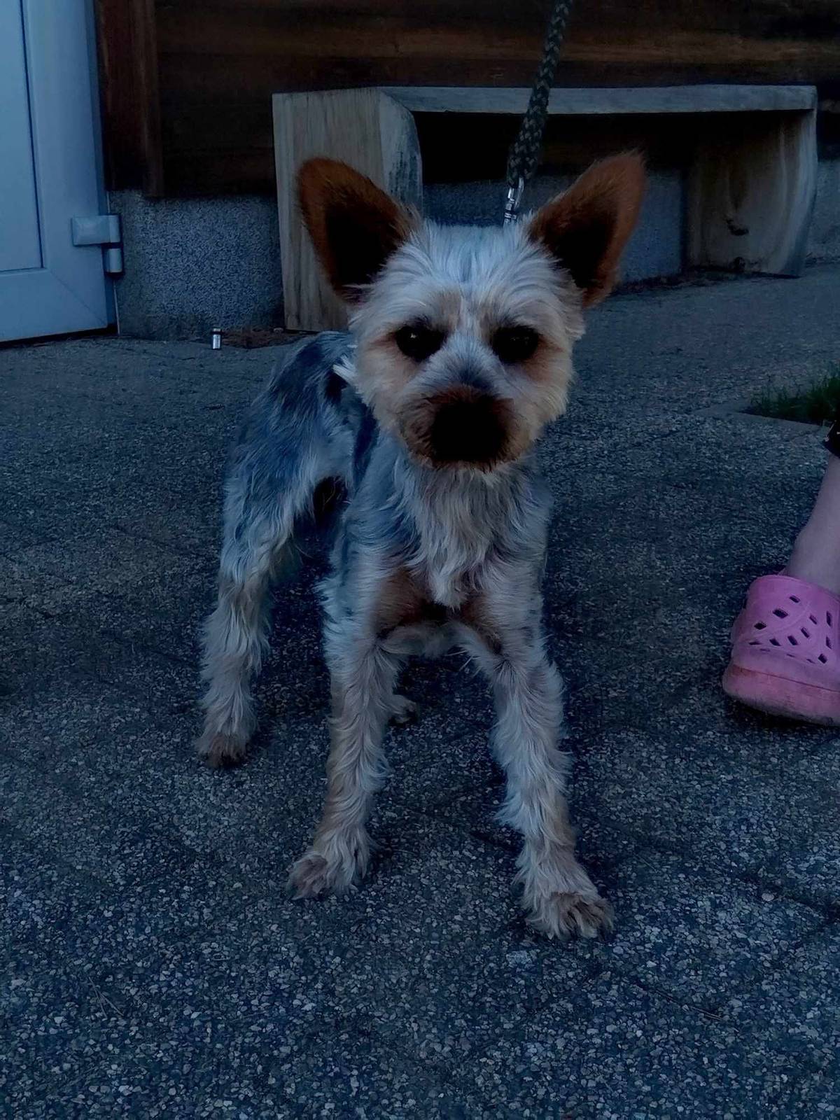 Za hřbitovem ve Žlebech byl nalezen pes samec, očipovaný, ale neregistrovaný. Majitel může kontaktovat paní místostarostku na tel. 724750500