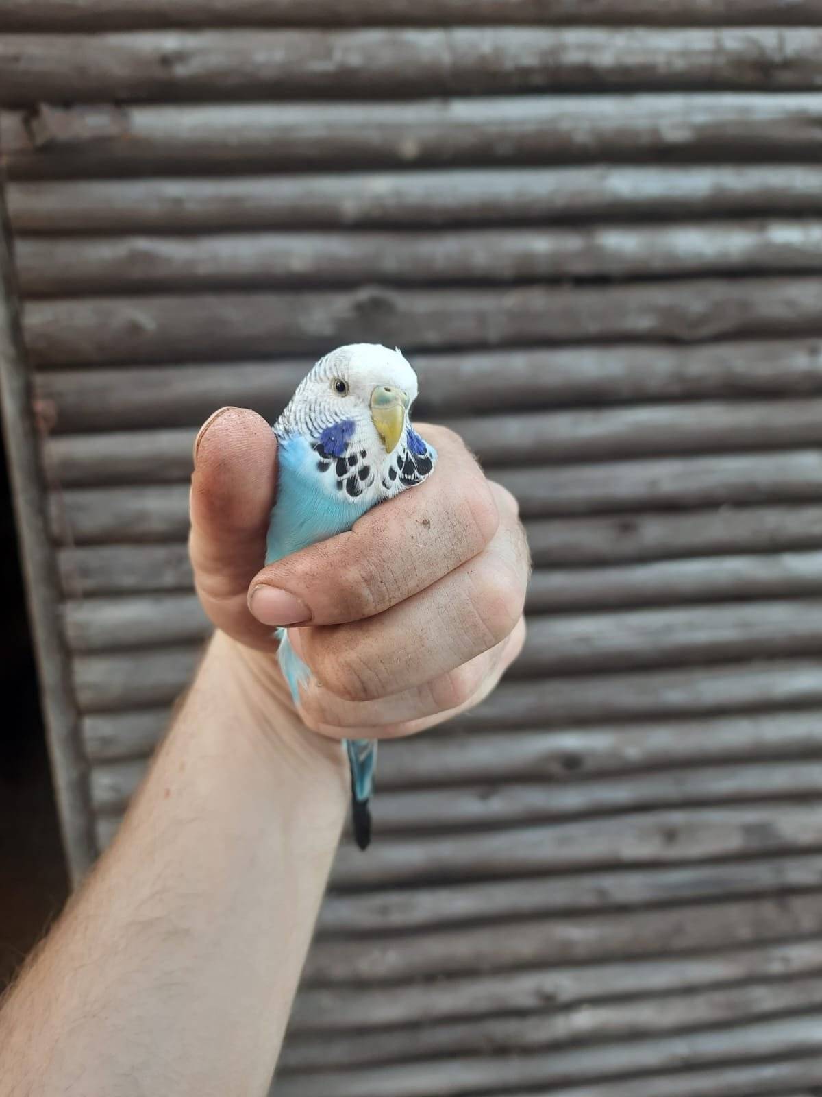 Na začátku Vítanova ze směru od Hlinska se našla andulka viz. přiložené obrázky. Majitel, ať volá 725 423 997.