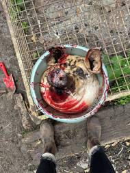 První kus porcování hotov. Následuje odřezání nožiček, tedy spodní části nohou zvířete.