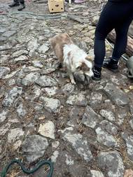 Ty dnes končí jako pamlsek pro psy, v dobách minulých, kdy nepanovala všeobecná hojnost, se ale nožičky poctivě čistily a celé spotřebovaly.