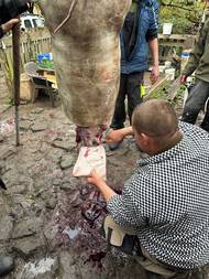 Sádlo kolem krku je dobré odřezat ještě ve visu, ušetří se tím pozdější práce. Plemeno Mangalica má obecně výrazně více tuku, který však masu propůjčuje jedičné chuťové vlastnosti.