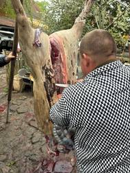 V další fázi je potřeba prase zbavit vnitřností a celý kus rozpůlit přímočarou pilou.