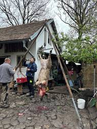 Když je nahoře, začíná čištění kartáčem a teplou vodou, následně ho celé řezník opálí plynovým hořákem a znovu se čistí kartáčem.