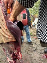 Oproti tomu játra, ledviny, slezina a plíce poputují spolu s masem do směsi na jitrnice, tlačenku a jelita.