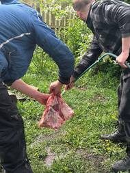 Některé specifické části zvířete jako je lalok, se po důkladném očištění dávají ihned do chladu. Z laloku se například dělá italská specialita guanciale.