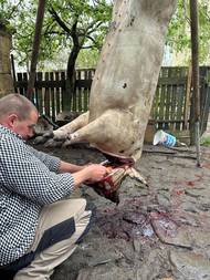 První zářez je hlava. Když je řezník šikovný, není potřeba nic sekat, stačí ostrý nůž a znalosti prasečí anatomie.