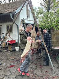 "Čtvrtky" prasete se čisté přesunou na druhé stanoviště, kde už na rozdíl od první fáze, není v okolí ani smítko špíny a podmínky jsou spíše "kuchyňské".