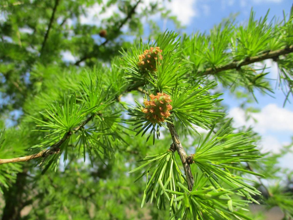 Přírodovědná vycházka do lesa 2. 5. 2025