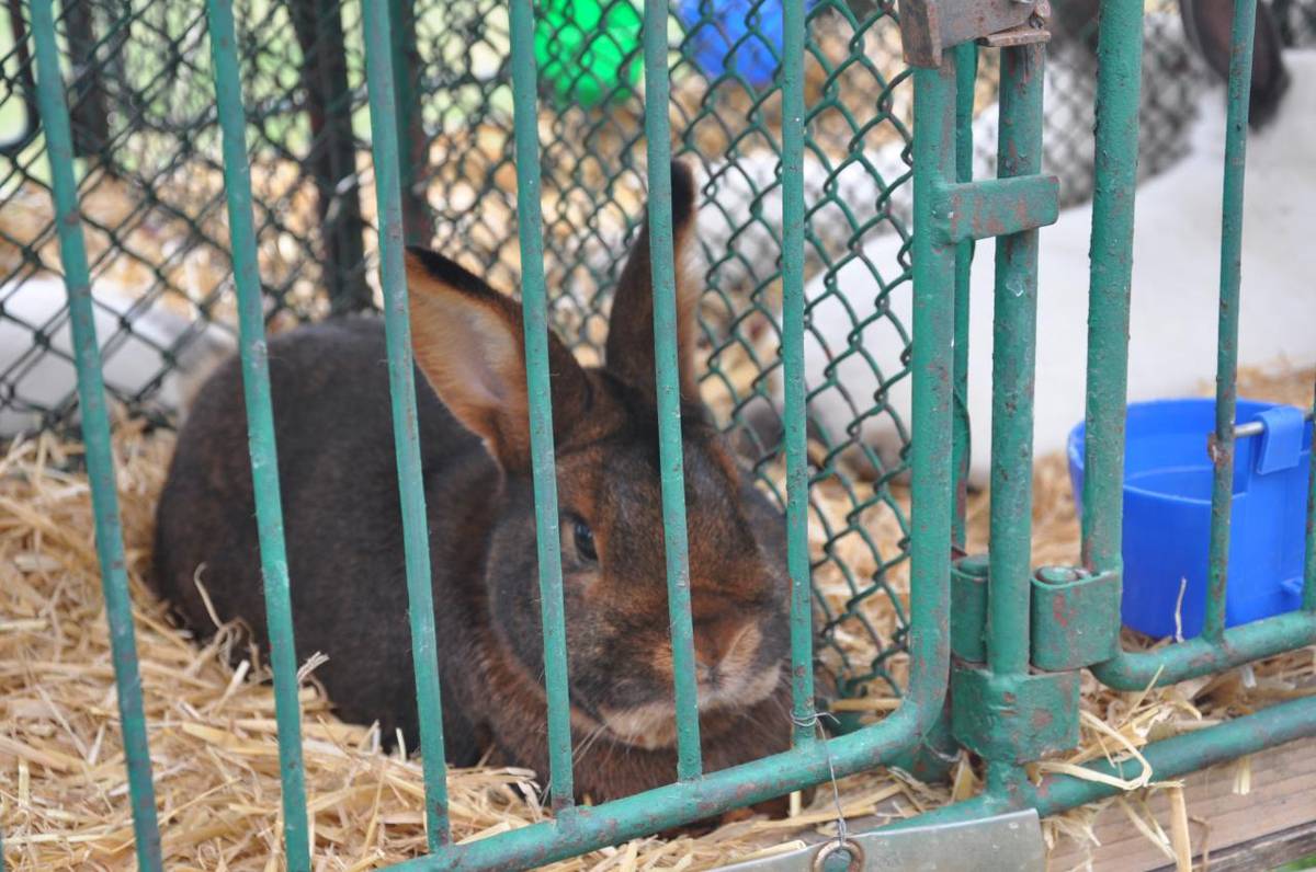 Český svaz chovatelů Držovice