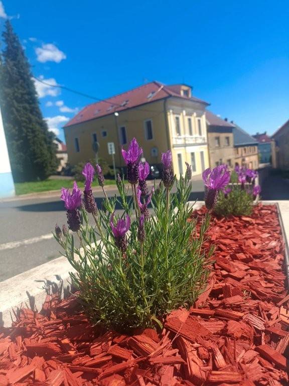 Jarní výsadba ve městě