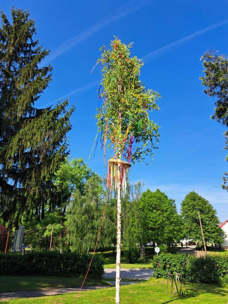 STAVANIE MÁJA - MÁJUSFA ÁLLÍTÁS