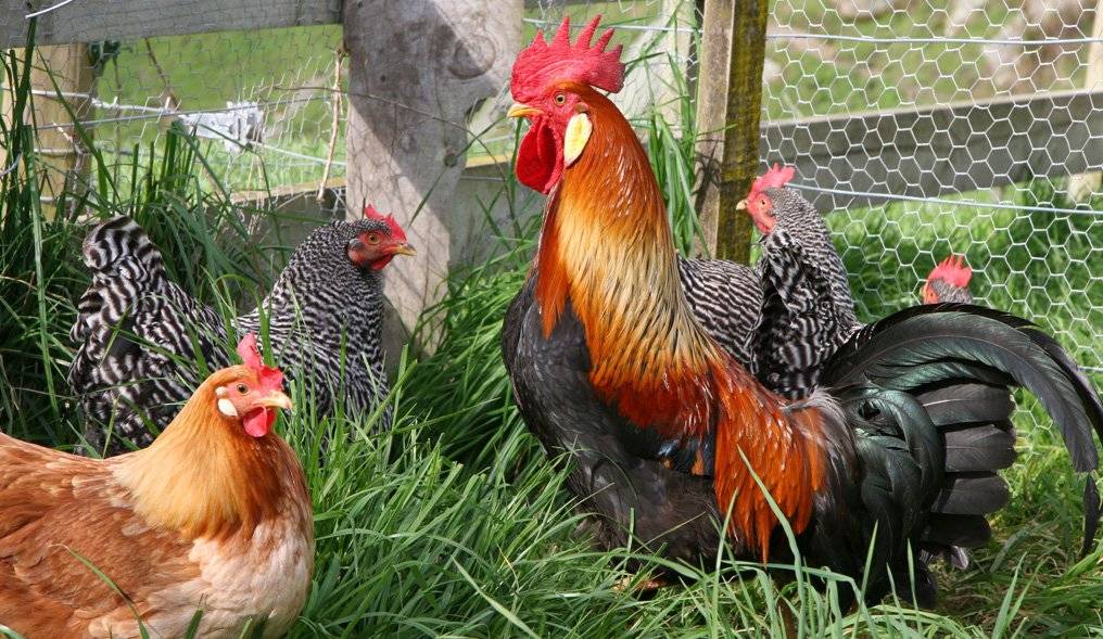 Studénka Drůbež  Nabízí k prodeji: Chovné kohouty, kuřice různých barev, krmné směsi a vitamíny. Nabídka prodeje se může změnit. Datum: úterý 6. května  Čas: od 12:00 do 12:15 hodin Místo: Hrabůvka - u Obecního úřadu