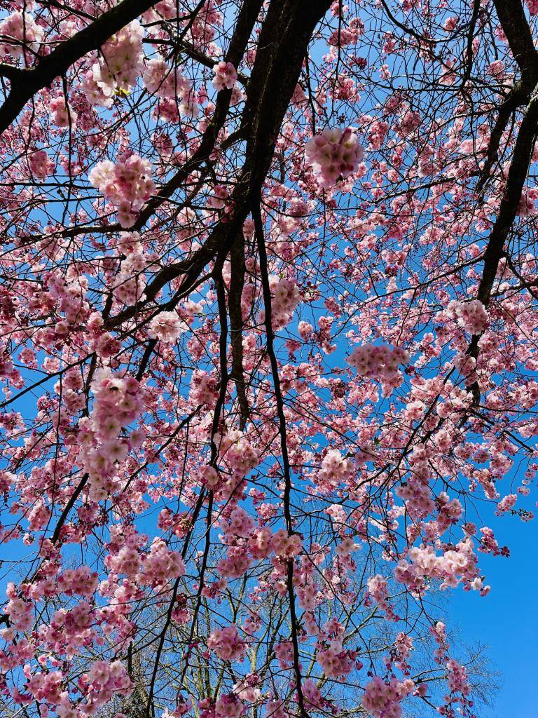 Rozkvetlá sakura a veselé jaro ve školce- na hřišti i ve školce.