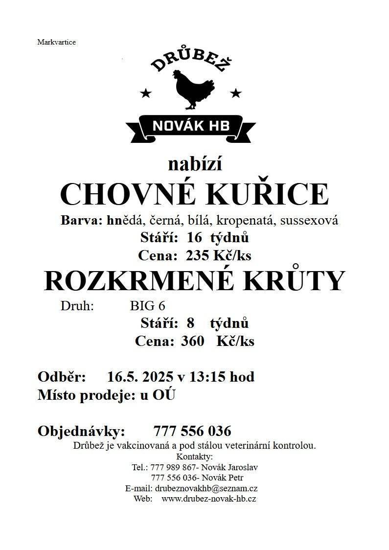 Chovné kuřice i rozkrmené krůtí
