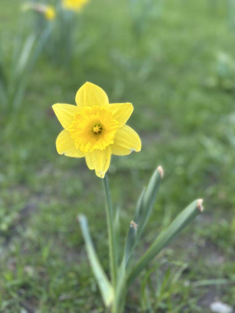 Květinky mají děti rády a proto se jim toto téma líbilo. Zkoumali jsme, pozorovali, sázeli, kreslili, tvořili, stavěli a sbírali.